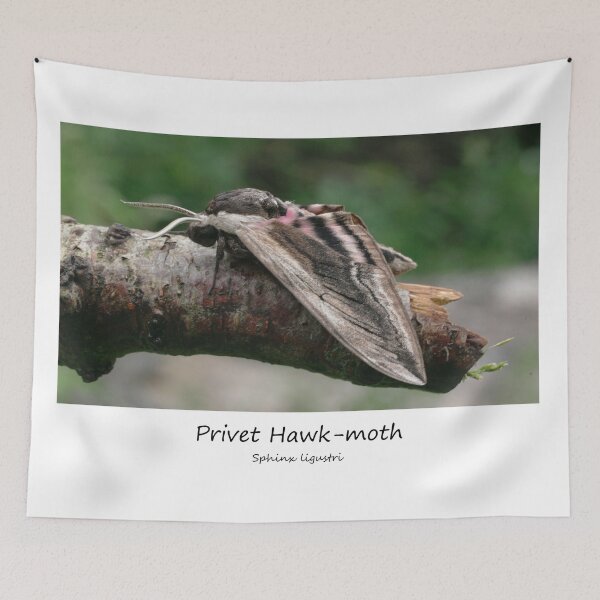 Item preview, Privet Hawk-moth designed and sold by SteveEvansArt.
