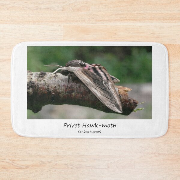 Item preview, Privet Hawk-moth designed and sold by SteveEvansArt.