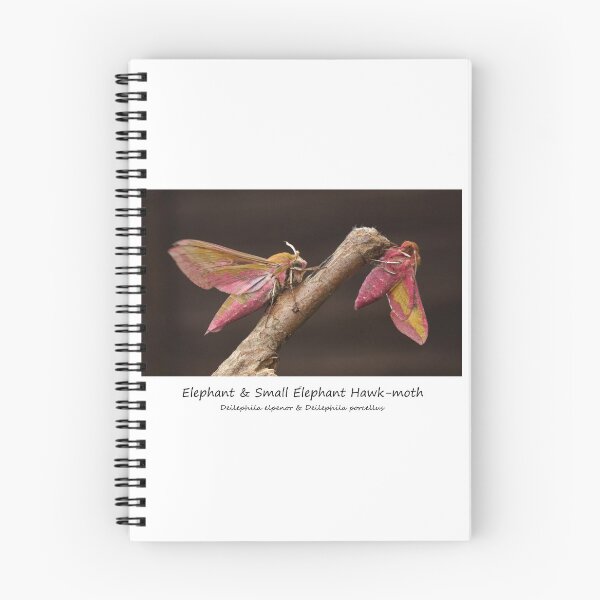 Item preview, Elephant Hawk-moths designed and sold by SteveEvansArt.