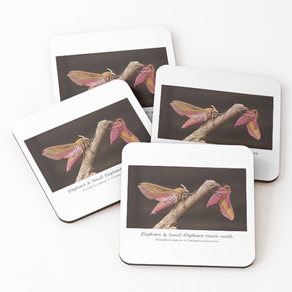 Item preview, Elephant Hawk-moths designed and sold by SteveEvansArt.