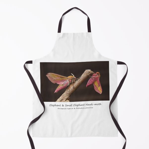 Item preview, Elephant Hawk-moths designed and sold by SteveEvansArt.