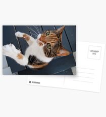 Lola Takes a Stand Postcards
