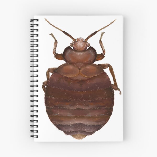 Item preview, Bed bug sticker designed and sold by Charliembe.