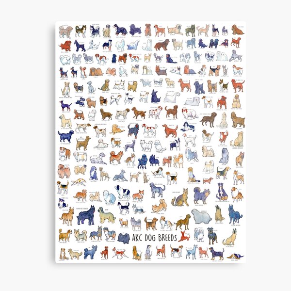 Every AKC Dog Breed Metal Print