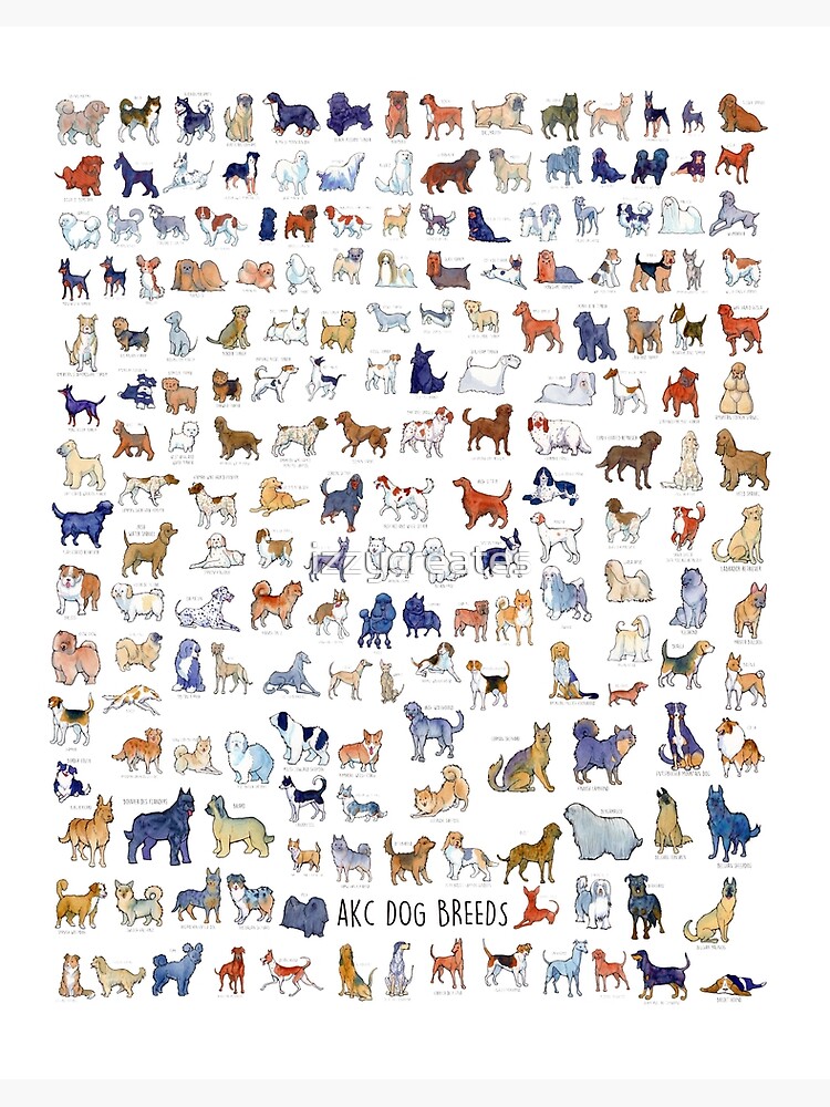 akc dog breeders near me