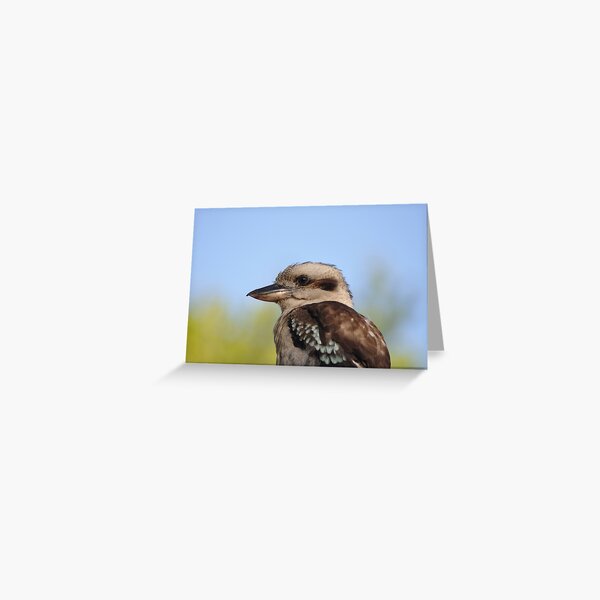 Australian Laughing Kookaburra Greeting Card