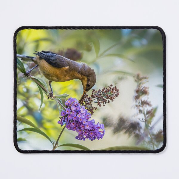 Item preview, Eastern Spinebill with Buddleja designed and sold by Kathie Thomas.