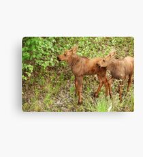 Double Trouble - Alaskan Mouse Canvas Print