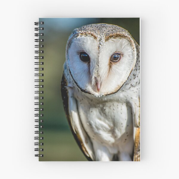 Item preview, Barn Owl designed and sold by Kathie Thomas.