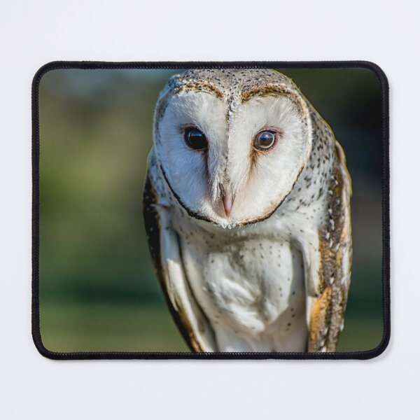Item preview, Barn Owl designed and sold by Kathie Thomas.