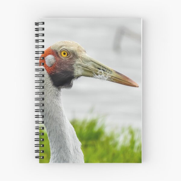 Item preview, Brolga designed and sold by Kathie Thomas.