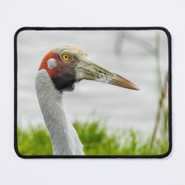 Item preview, Brolga designed and sold by Kathie Thomas.