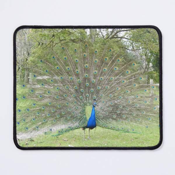Item preview, Peacock displaying fan-shaped tail feathers designed and sold by TwistedClassics.