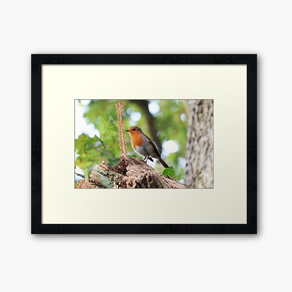 Aperçu de l'œuvre Robin Redbreast, un oiseau ravissant. créée et vendue par BryanWB.