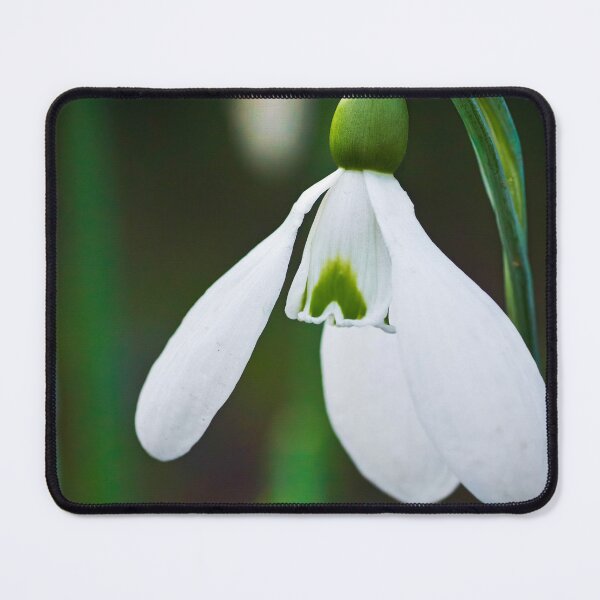 Item preview, Single Snowdrop designed and sold by Viv Thompson Photography .