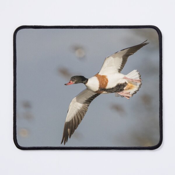 Item preview, Common Shelduck designed and sold by LaurenTucker.