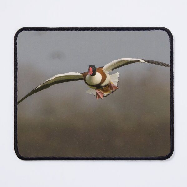 Item preview, Common Shelduck designed and sold by LaurenTucker.