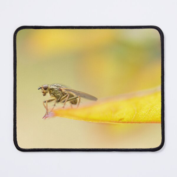 Item preview, Close-up of a fly designed and sold by FineArtFramed.