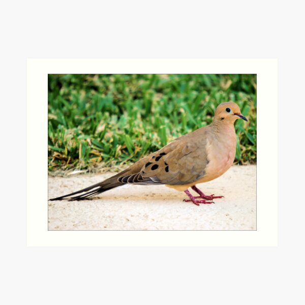 Afternoon Visitor Art Print