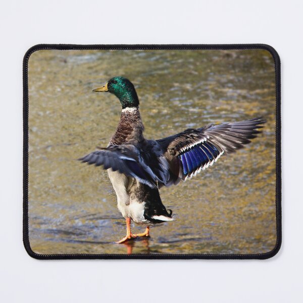 Item preview, Flapping Mallard designed and sold by WhitSpace.