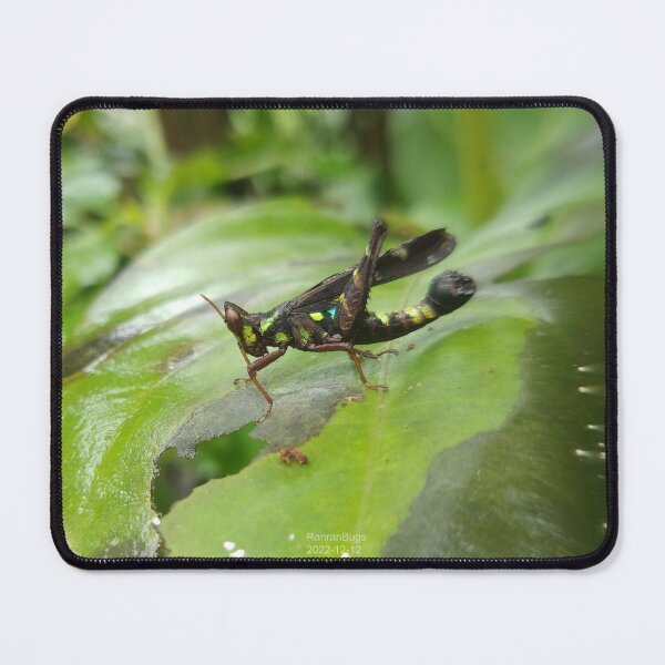 Item preview, Monkey Grasshopper designed and sold by RanranBugs.