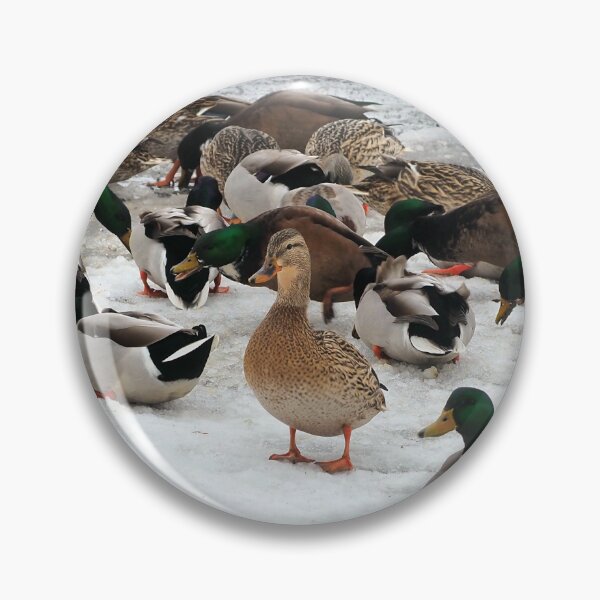 Item preview, Winter Mallard Duck Flock On The Snow designed and sold by BackyardBirder.
