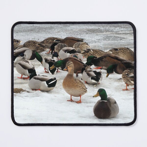 Item preview, Winter Mallard Duck Flock On The Snow designed and sold by BackyardBirder.