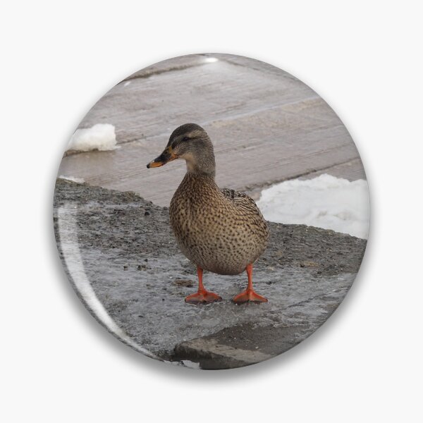 Item preview, Female Mallard Duck In The Winter designed and sold by BackyardBirder.