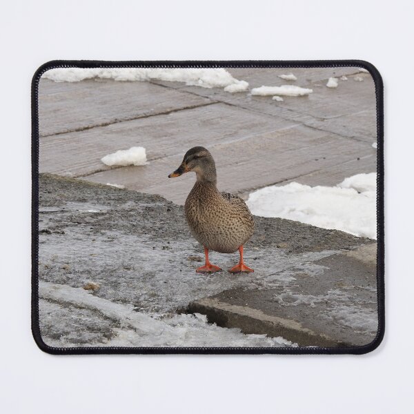 Item preview, Female Mallard Duck In The Winter designed and sold by BackyardBirder.