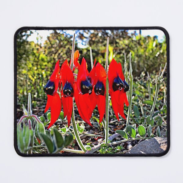 Item preview, Sturt's Desert Pea designed and sold by Cars around Adelaide.