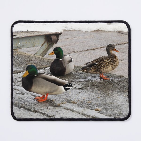 Item preview, Three Winter Mallard Ducks designed and sold by BackyardBirder.