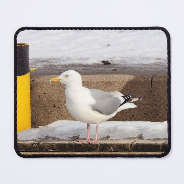 Item preview, Winter Gull Standing On a Dock designed and sold by BackyardBirder.