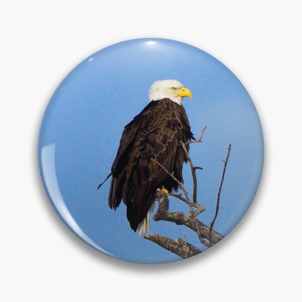 Item preview, Bald Eagle Perched In a Tree In The Winter designed and sold by BackyardBirder.