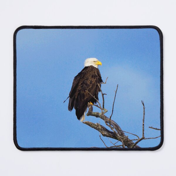 Item preview, Bald Eagle Perched In a Tree In The Winter designed and sold by BackyardBirder.