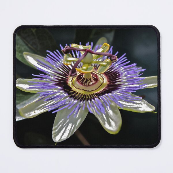 Item preview, Passionfruit Flower designed and sold by Cars around Adelaide.