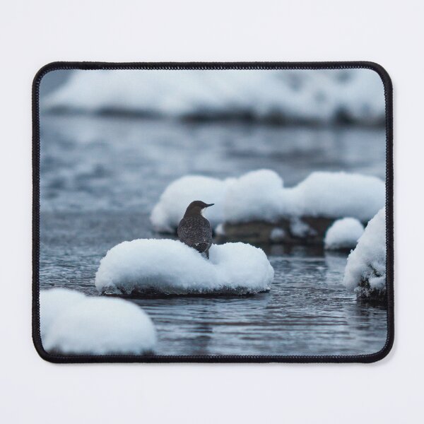 Item preview, Fresh as the new snow. White-throated dipper designed and sold by Jouko Lehto Photography.