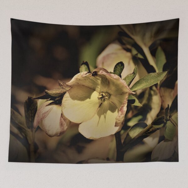 Item preview, Helleborus Rose de Noel designed and sold by Len Bomba.