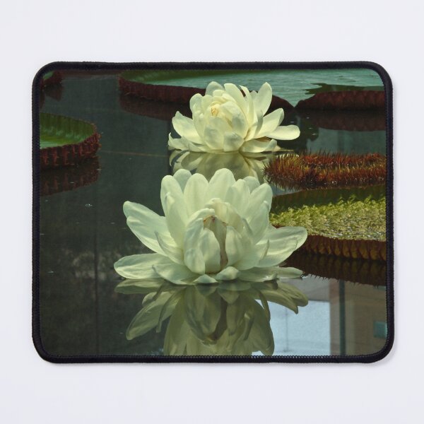 Item preview, Twin Amazon Waterlily Flowers designed and sold by Cars around Adelaide.