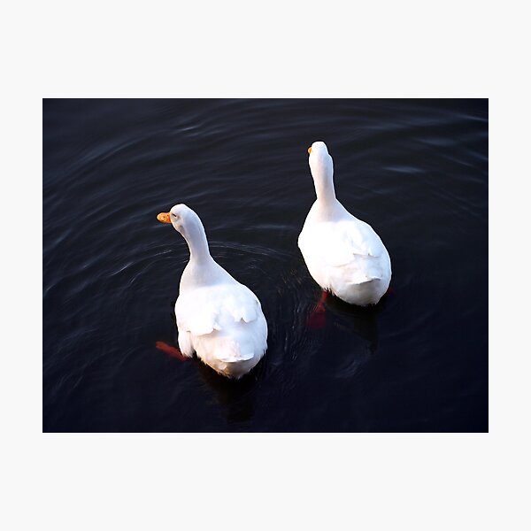Item preview, Quack or Two designed and sold by kimbarose.