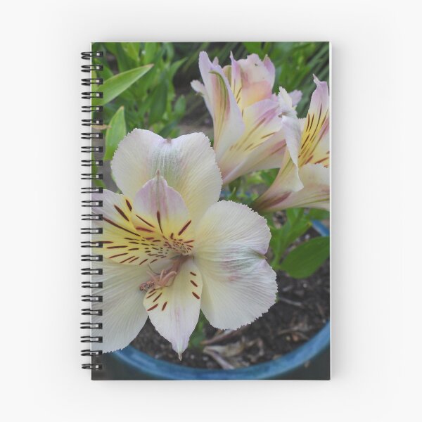 Item preview, Inca Ice Alstromeria / Peruvian Lily designed and sold by Claire L Page Photography.