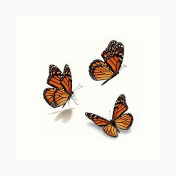 Beautiful Butterfly Art Prints for Sale