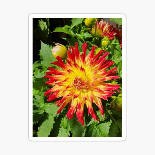 Item preview, Bridge View Aloha Dahlia designed and sold by Claire L Page Photography.