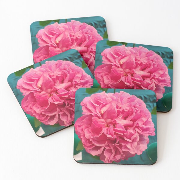 Item preview, Pink Rose designed and sold by Claire L Page Photography.