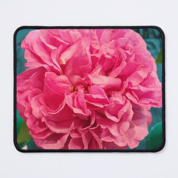 Item preview, Pink Rose designed and sold by Claire L Page Photography.