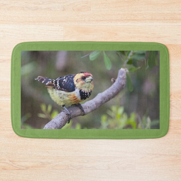 Item preview, Crested barbet designed and sold by TwigaTravel.
