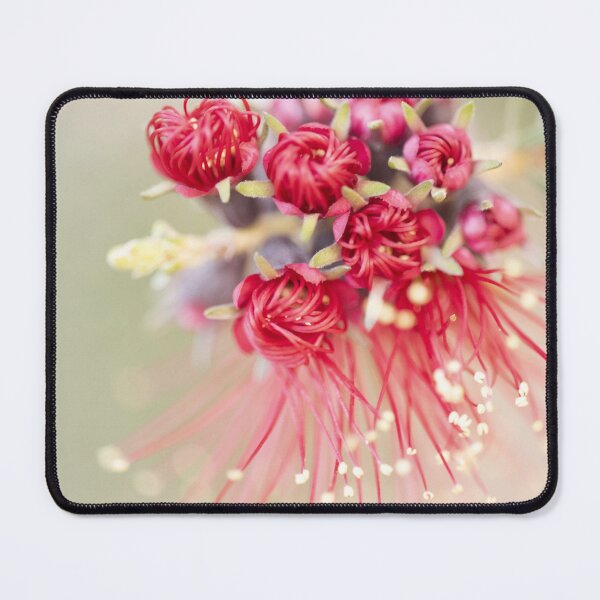 Item preview, Beauty of the Kunzea baxteri - Scarlet Jack designed and sold by imaginethis.