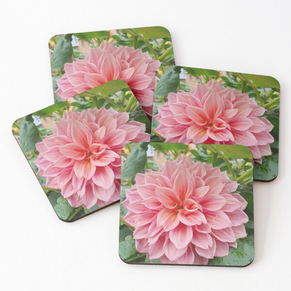 Item preview, Coral Coloured Dahlia designed and sold by Claire L Page Photography.