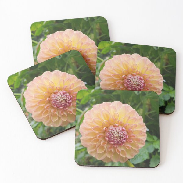 Item preview, Pastel Pink and Yellow Dahlia designed and sold by Claire L Page Photography.