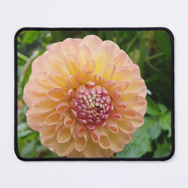 Item preview, Pastel Pink and Yellow Dahlia designed and sold by Claire L Page Photography.