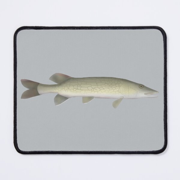 Item preview, Chain Pickerel designed and sold by fishfolkart.